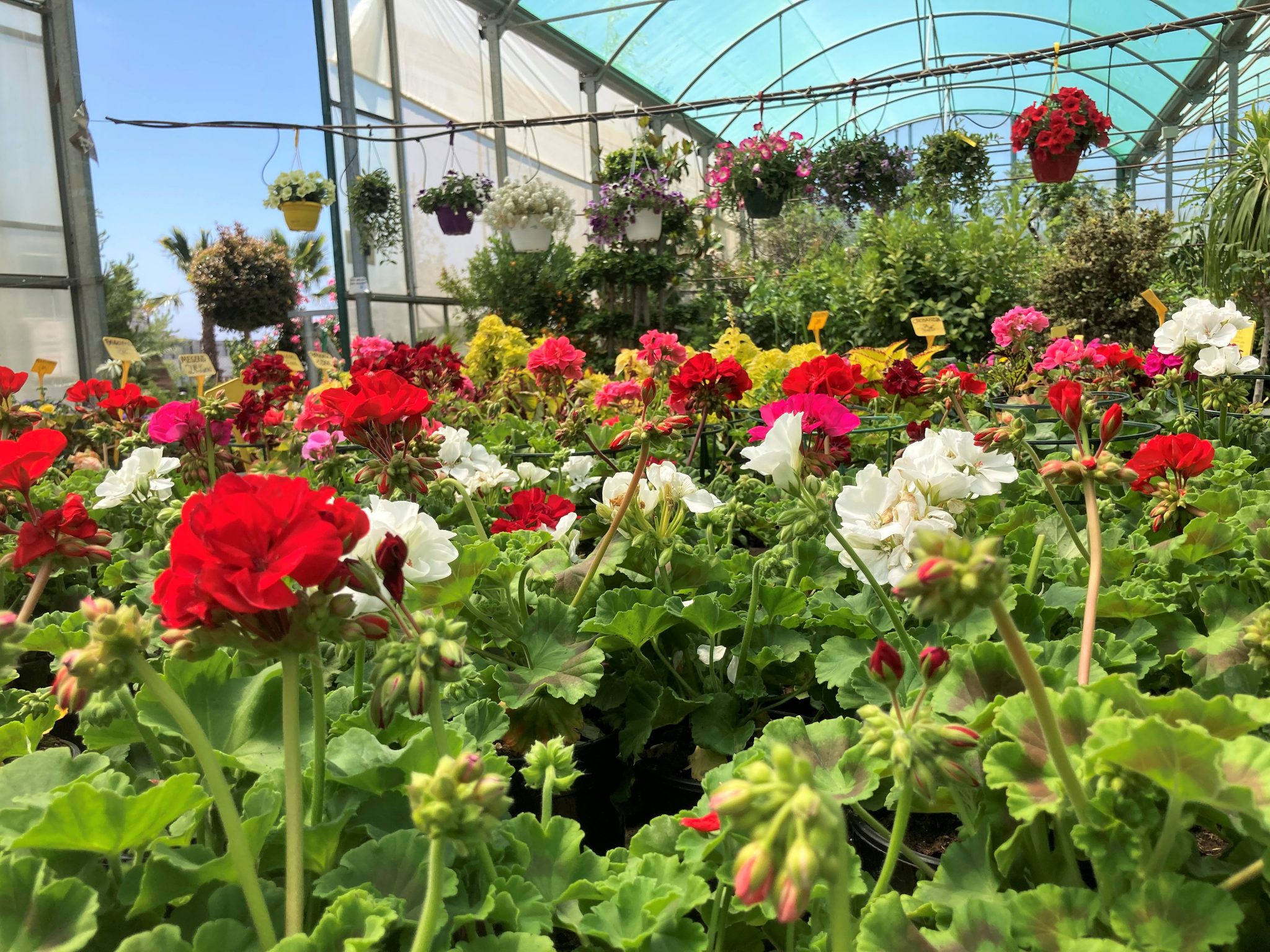Plantas de Interior y Exterior
